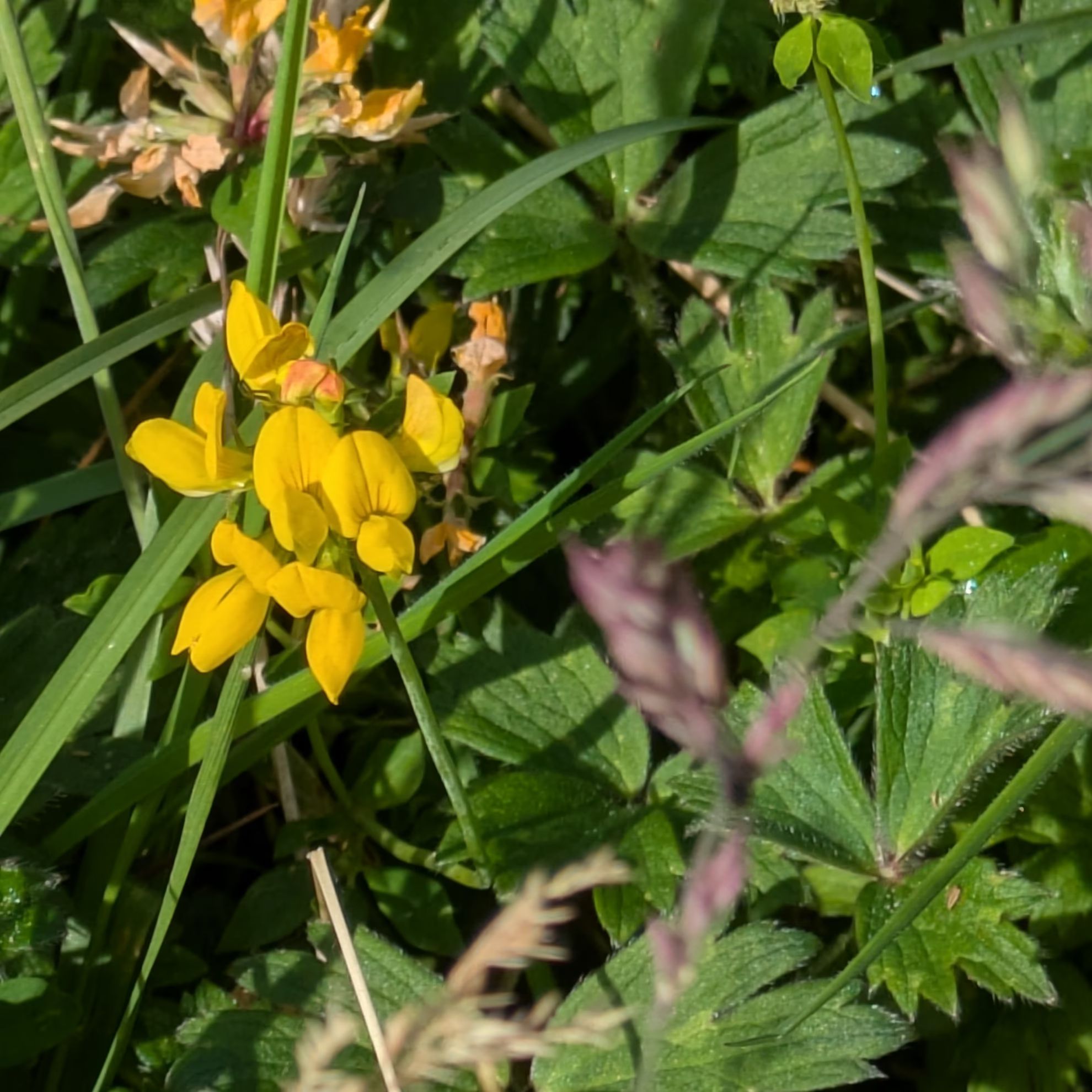 bird;s foot trefoil in woodland