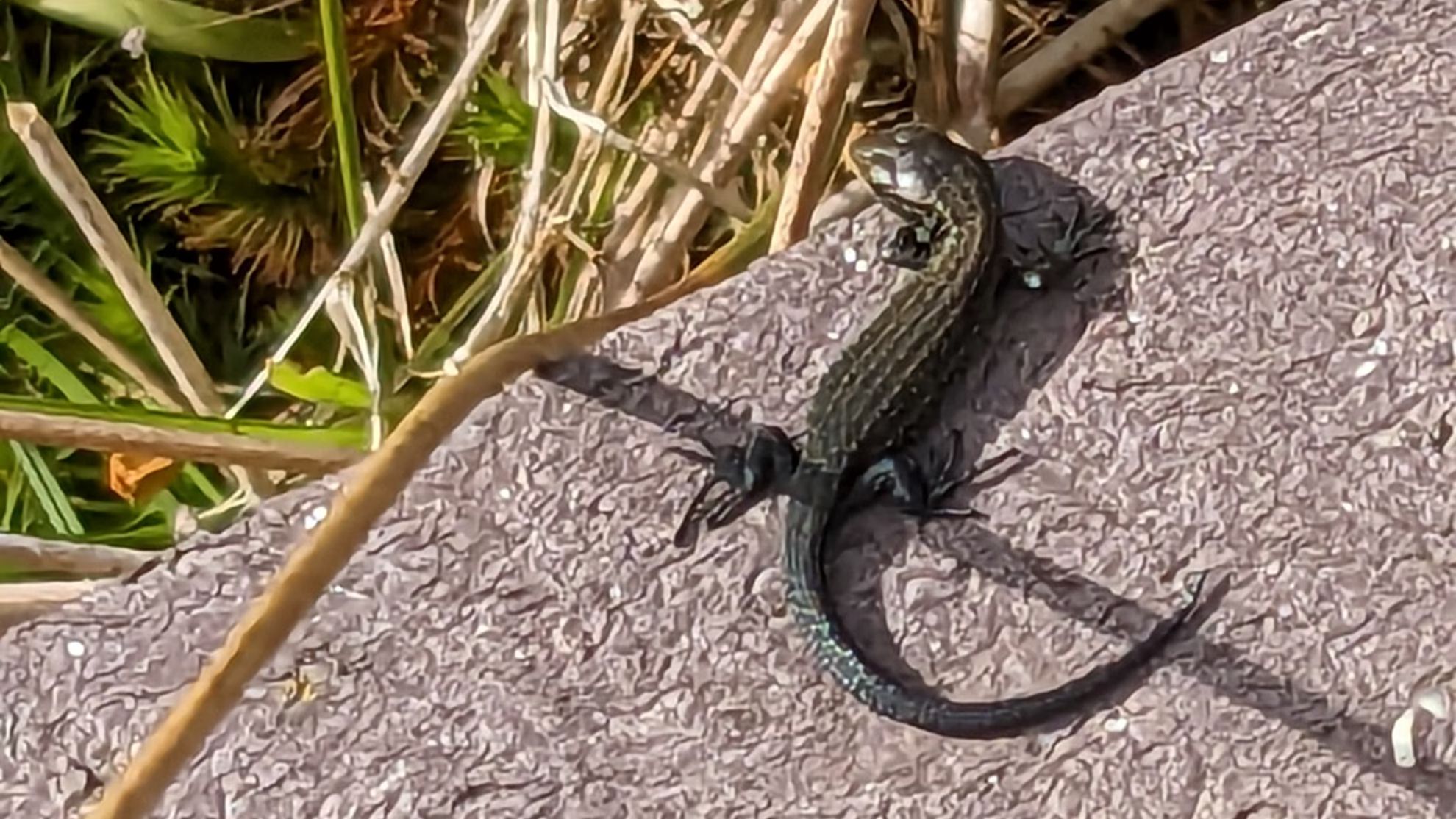 lizard on board walk