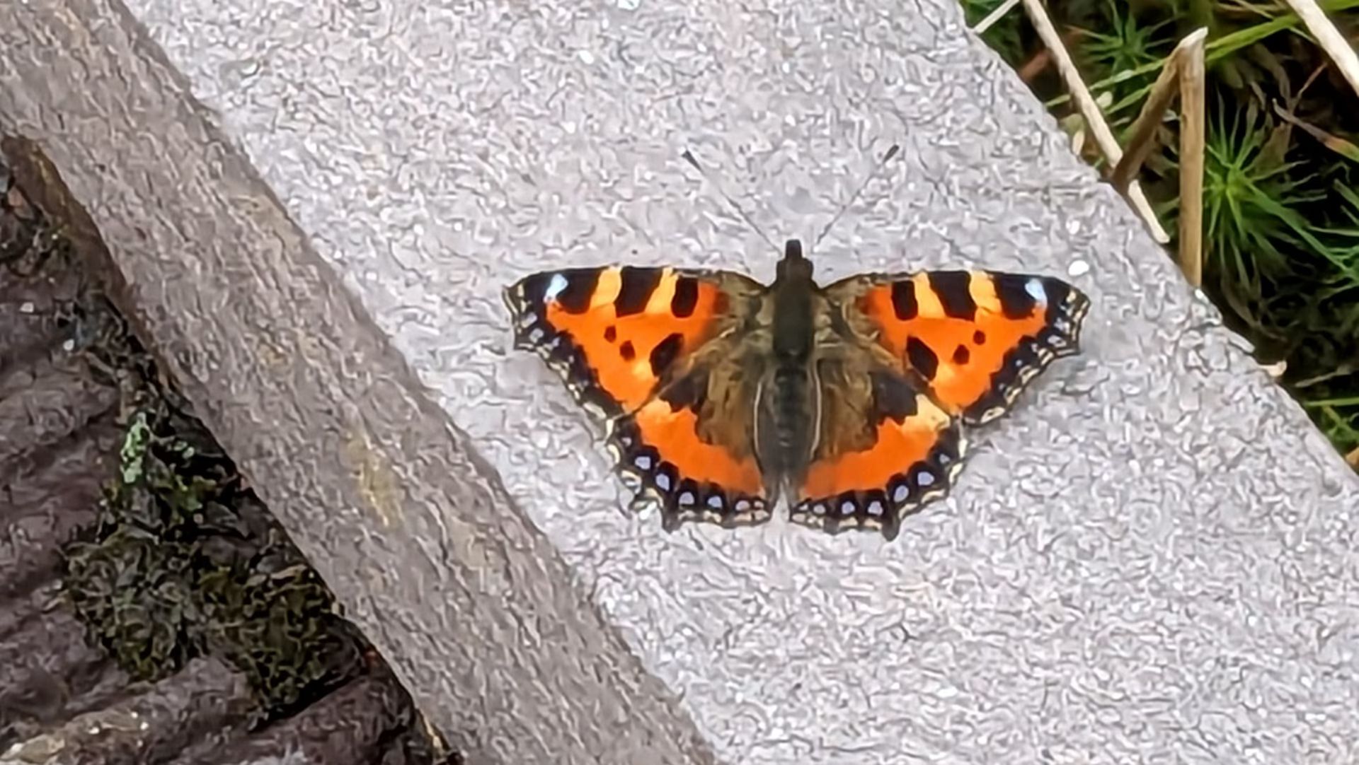 Small tortoiseshell butterfly sunning itself
