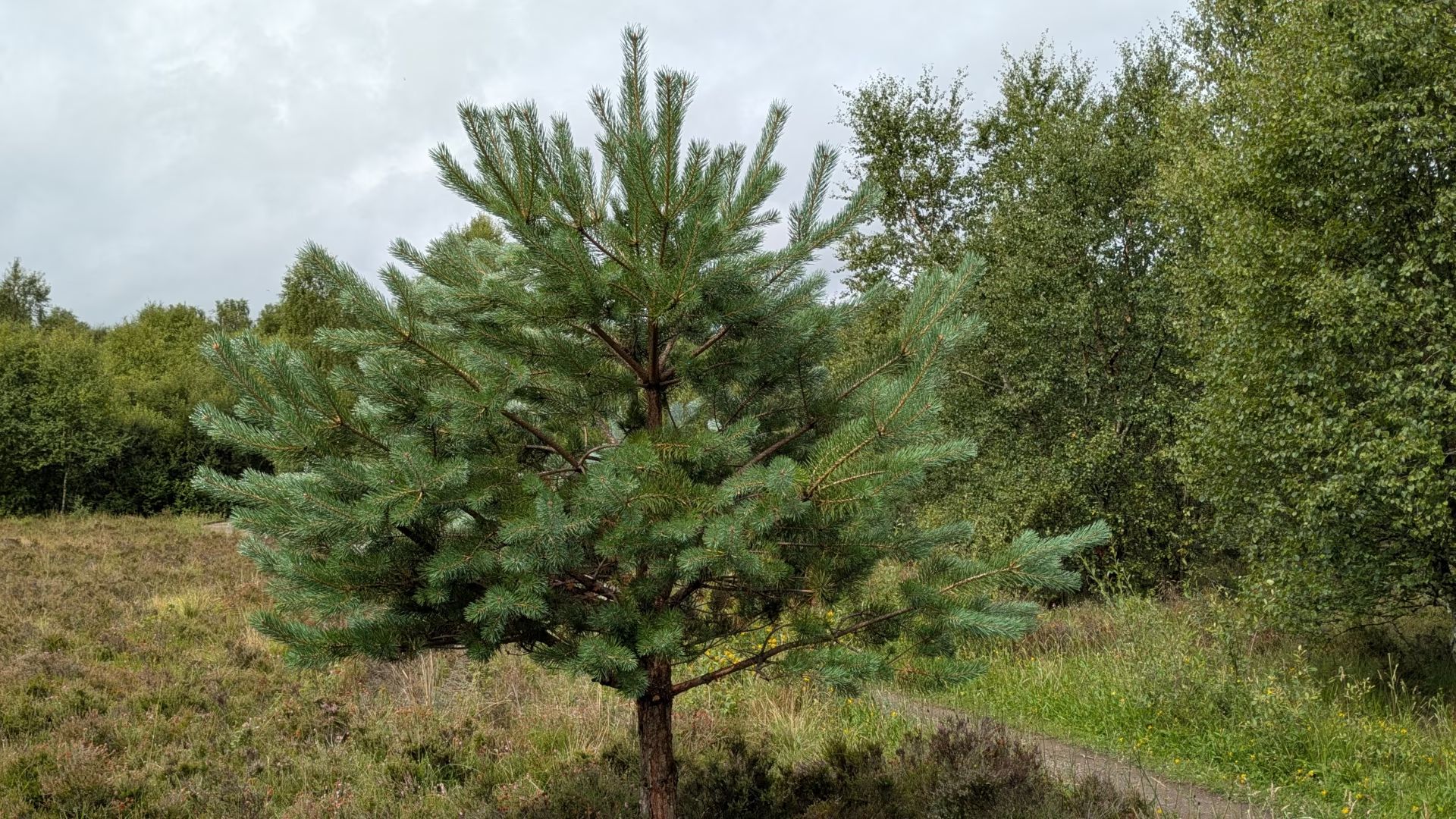 Scots Pine in woodland